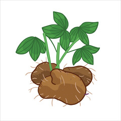 vector illustration of dioscorea hispida tuber as a fresh plantation product on white background, can be used as banner, poster or template