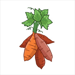 vector illustration of sweet potato as a fresh plantation produce on white background, can be used as banner, poster or template