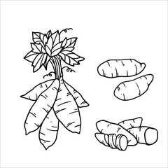 vector illustration of  sweet potato set as a fresh plantation produce on black sketch and white background, can be used as banner, poster or template
