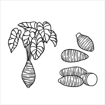 taro vector illustration as a fresh plantation product on a  black skecth and  white background, can be used as a banner, poster or template
