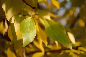 A yellowing leaf sunlit in the depths of the foliage of tree