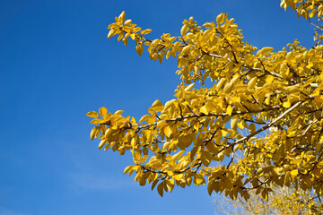 A tree branches with bright yellow leaves against a clear blue sky