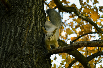 Squirrel sits on a branch of an autumn tree and looks directly into the camera © Maxwell Turnhouse