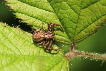 xysticus kochi spider macro photo