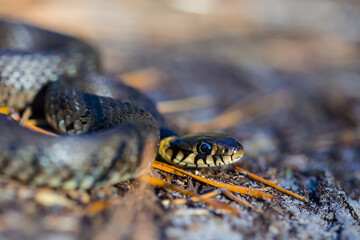 closeup snake sit  on ground