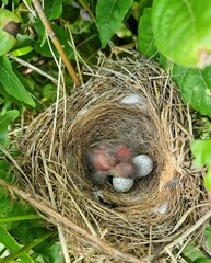 A closeup top view of birds nest with newly hatched baby bird and unhatched eggs. Birds nest in a green tree leaves with baby bird and two eggs.