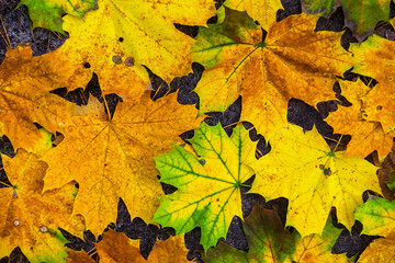 Naklejka na ściany i meble closeup red dry autumn leaves on ground, seasonal natural background