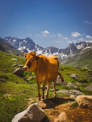 cow in the mountains