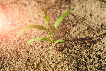 Green sprout sprouted through dry land.
