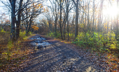 dirty ground road through the autumn forest at sunny day, seasonal natural landscape