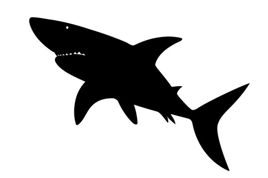 Shark silhouette. Vector illustration