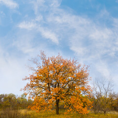 alone red dry oak tree on forest glade