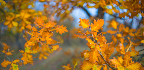 Naklejka na ściany i meble closeup red dry oak tree in forest, beautiful autumn background