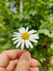 close up f hand holding white daisy flower against green background