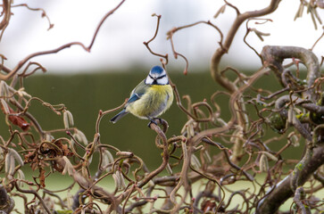 Blaumeise