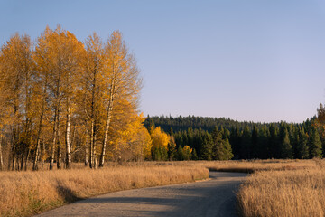 Fototapeta premium Fall Colors
