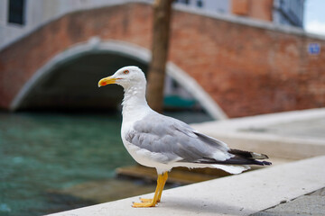 seagull on the pier