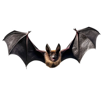 flying bats, for halloween theme, transparent background