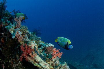 Fototapeta na wymiar Emperor angelfish (Pomacanthus imperator) near the shipwreck