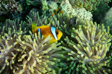 Anemone fish among anemones - clownfish