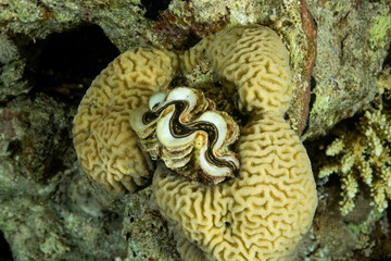 Giant clam blue bivalve mollusc on the coral