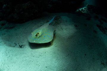 Bluespotted ribbontail ray (Taeniura lymma) in the Red Sea