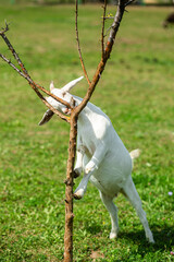 Little goat in the park in summer