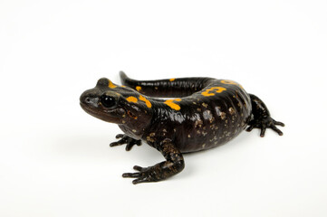 North African fire salamander // Nordafrikanischer Feuersalamander, Algerischer Feuersalamander  (Salamandra algira) - Morocco // Marokko 