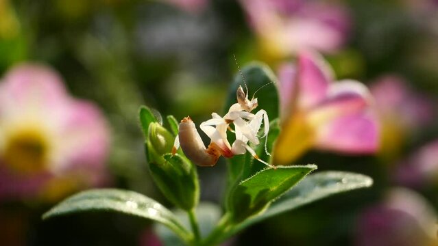 Pink Orchid Mantis in Thailand and Southeast-Asia.