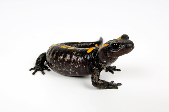 North African fire salamander // Nordafrikanischer Feuersalamander, Algerischer Feuersalamander  (Salamandra algira) - Morocco // Marokko 