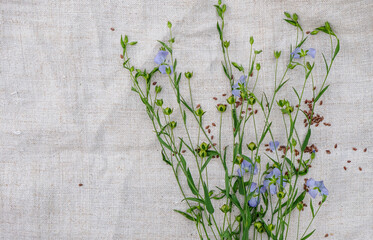 A stem of flax in the stage of flowering and the formation of seed pods. Linen canvas background....