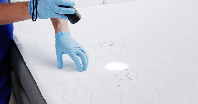 Bed Bug Infestation And Treatment Service