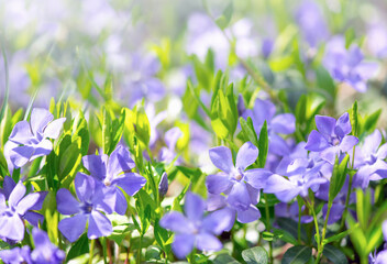 Blue flowers periwinkle on the background