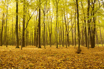 Autumn forest trees. Nature yellow wood sunlight backgrounds.