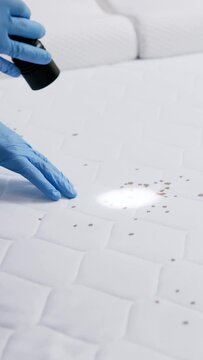 Bed Bug Infestation And Treatment Service