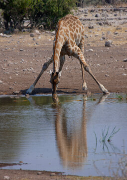 Giraffe Drinking, Etosha National Park, Namibia