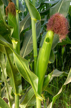 Imagen vertical de una mazorca de maíz en campo de cultivo con copy space.