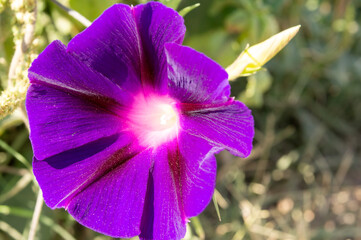 Macro fotografía de la flor de la gloria de la mañana o la campanilla morada.