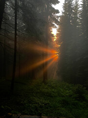 the rays of the sun break through the foggy forest, charming sunset
