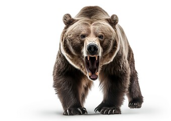 Fototapeta premium Untamed Power: The Mighty Grizzly Bear on a Serene White Background. Generative Ai