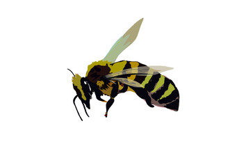 a honey bee, without background