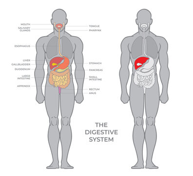 Anatomy of the human digestive organs with description. Anatomical scheme in flat style isolated on white background or infographics vector illustration