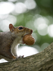 squirrel eating nut