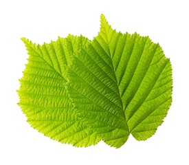 Leaves of hazelnut isolated on white background