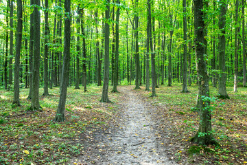 Path in green summer forest