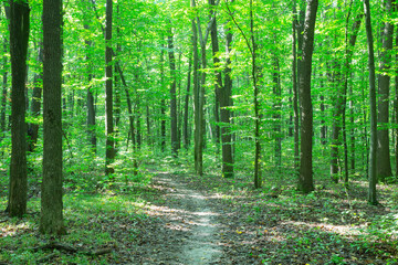 Fototapeta na wymiar Path in green summer forest