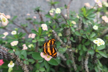 a colotful butterfly on the unicorn flower close-up