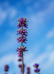 Inflorescences of an ornamental plant called Narrow-leaved lavender, planted in gardens and flowerbeds in the city of Bialystok in Podlasie, Poland.