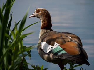 Egyptian goose