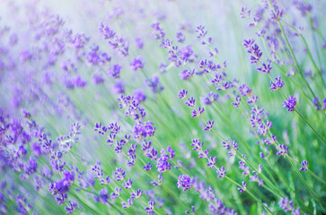 Selective focus on the lavender flower in the flower garden - lavender flowers lit by sunlight.